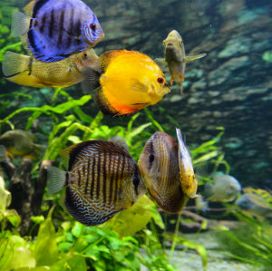 Aquaristik