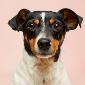 Hunde