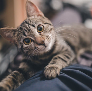 Katzen