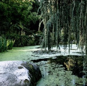 Gartenteich