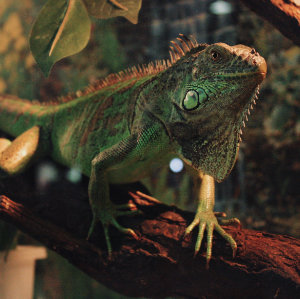 Terraristik