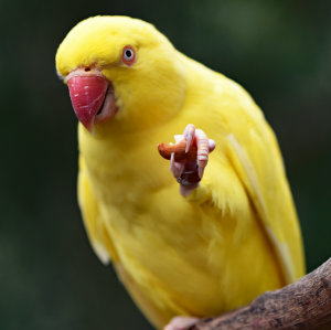 Vögel